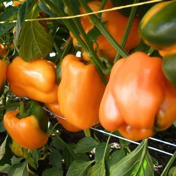 Семена Добрі сходи Перец оранжевый сладкий Орени F1 кубовидный толстостенный гибрид 180 г 8 шт.