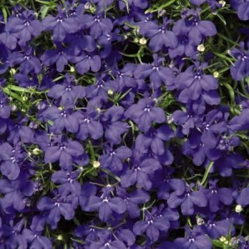 Семена цветов Benary Лобелия черешковая Palace Blue 500 шт. (BN01431-3)