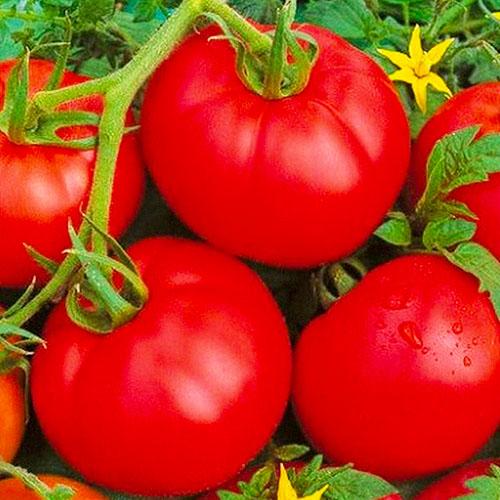 Насіння Томат Florium Сибірський Швидкостиглий (13992)