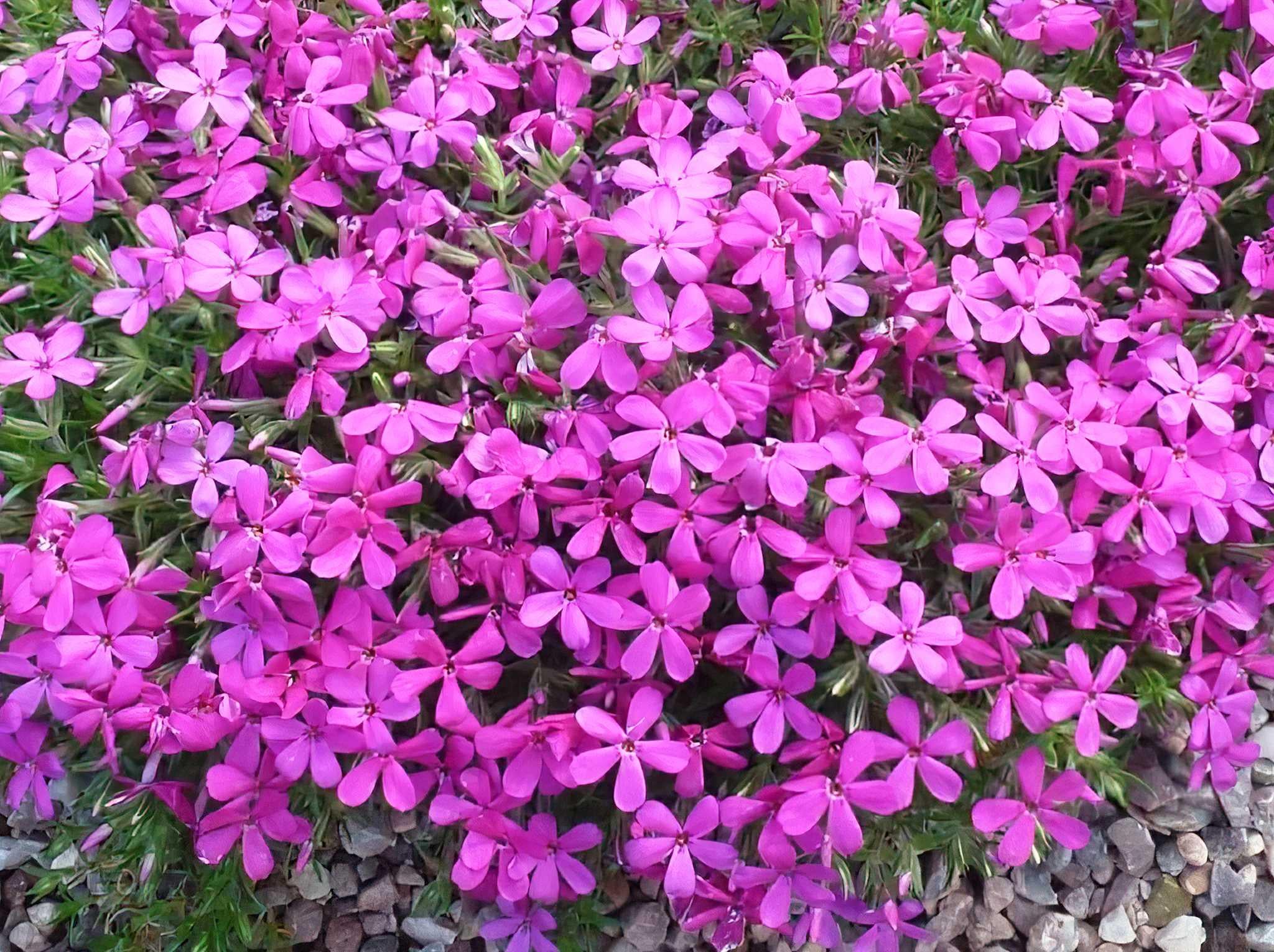 Флокс Dobrodar Дугласа Cracker jack violet 3 шт. (38286119)