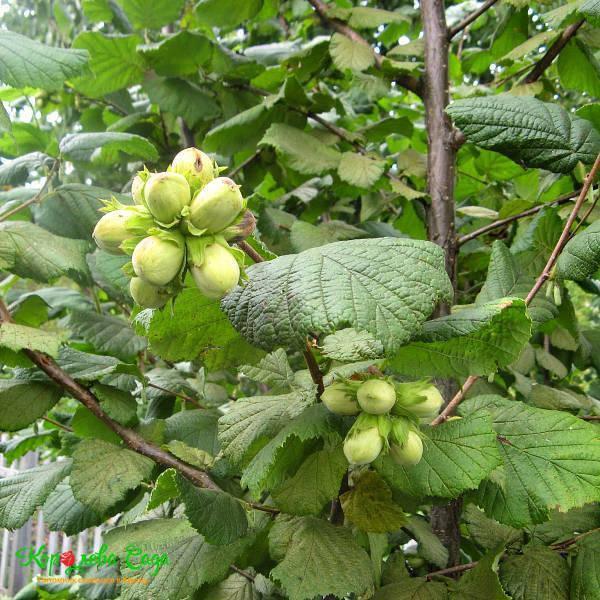 Саджанець фундука Трапезунд (2084628930)