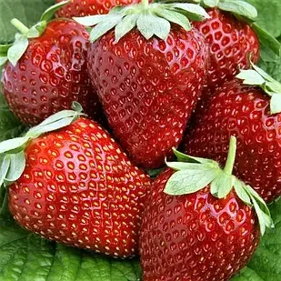 Саженец клубники Verdi средне-ранняя (1541797381)