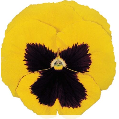 Семена цветов Виола Power Yellow Blotch Sakata 50 шт. (BN07143-3)