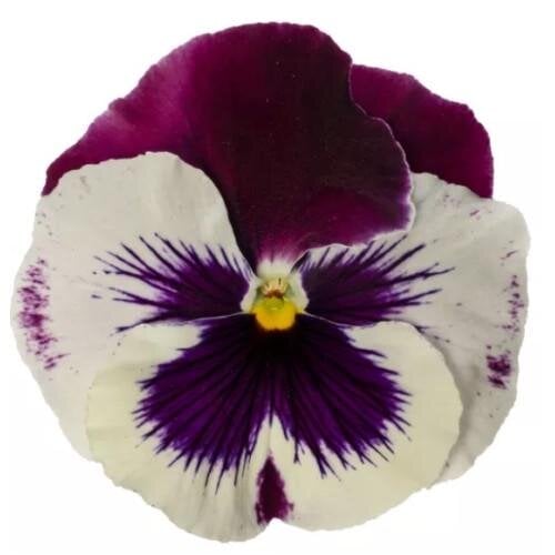Семена цветов Виола Fino F1 Cherry Swirl Syngenta 100 шт. (BN13559-3)