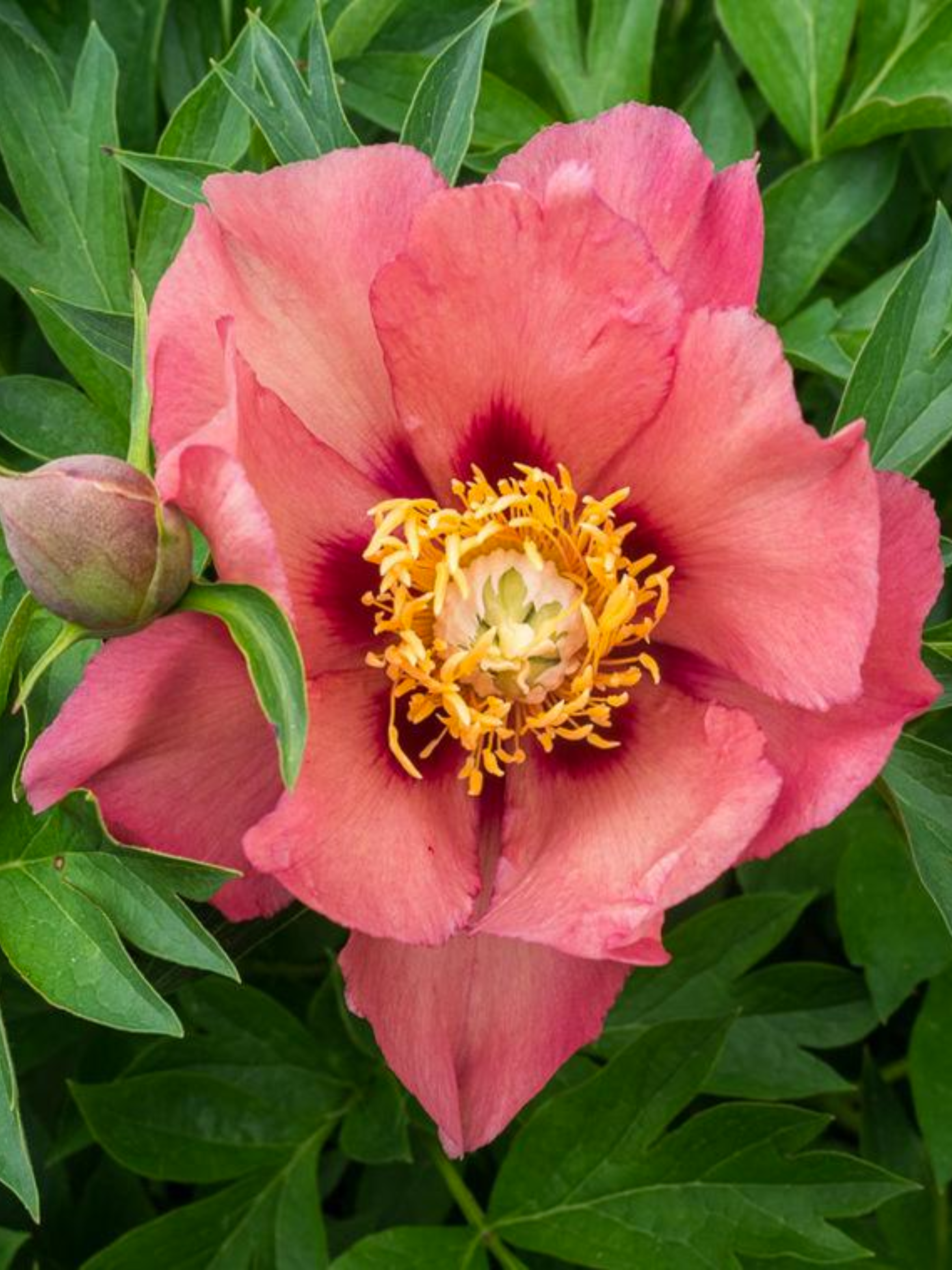 Пион ITOH Old Rose Dandy 1 шт. (4562)