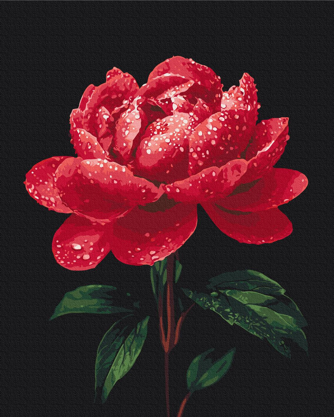 Картина по номерам Brushme Пионы в сиянии росы 40x50 см (BS54148) Картина по номерам Brushme Пионы в сиянии росы 40x50 см (BS54148)