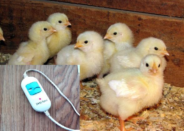 Килимок з лінолеуму для обігріву курчат з регулятором 50х80 см (24172470) - фото 2 Килимок з лінолеуму для обігріву курчат з регулятором 50х80 см (24172470) - фото 2