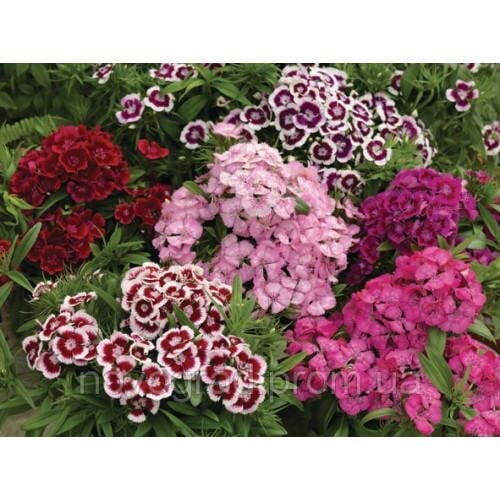 Семена цветов Гвоздика турецкая Diabunda Formula Mix Syngenta 10 шт. (BN01000-4)