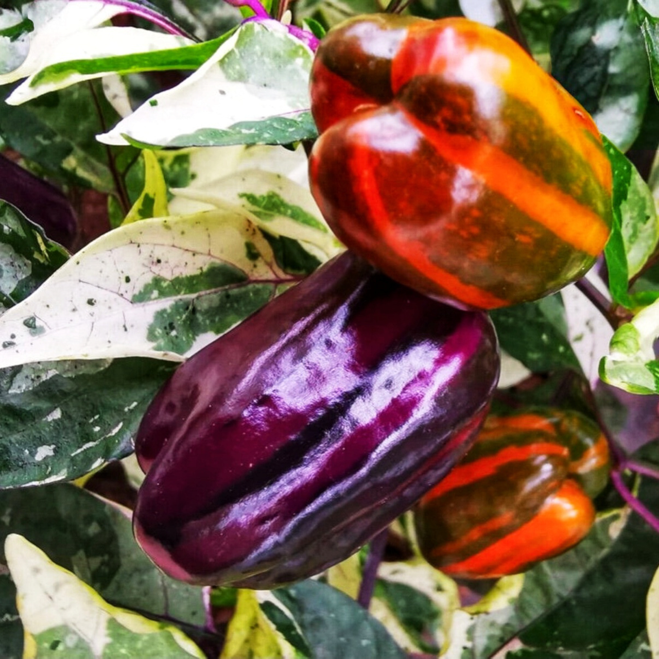 Семена Scarlett Variegated Capsicum annuum Перец острый 5 шт. (2462314456)