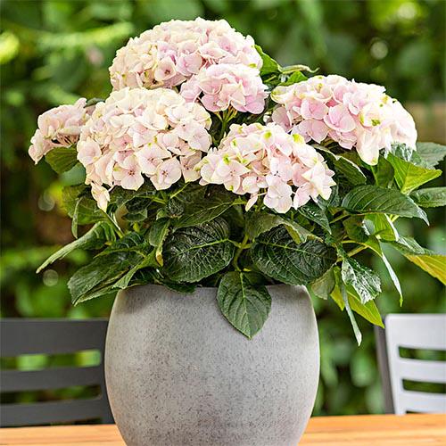 Гортензія Florium Rembrandt Elegant Rosa (10380)