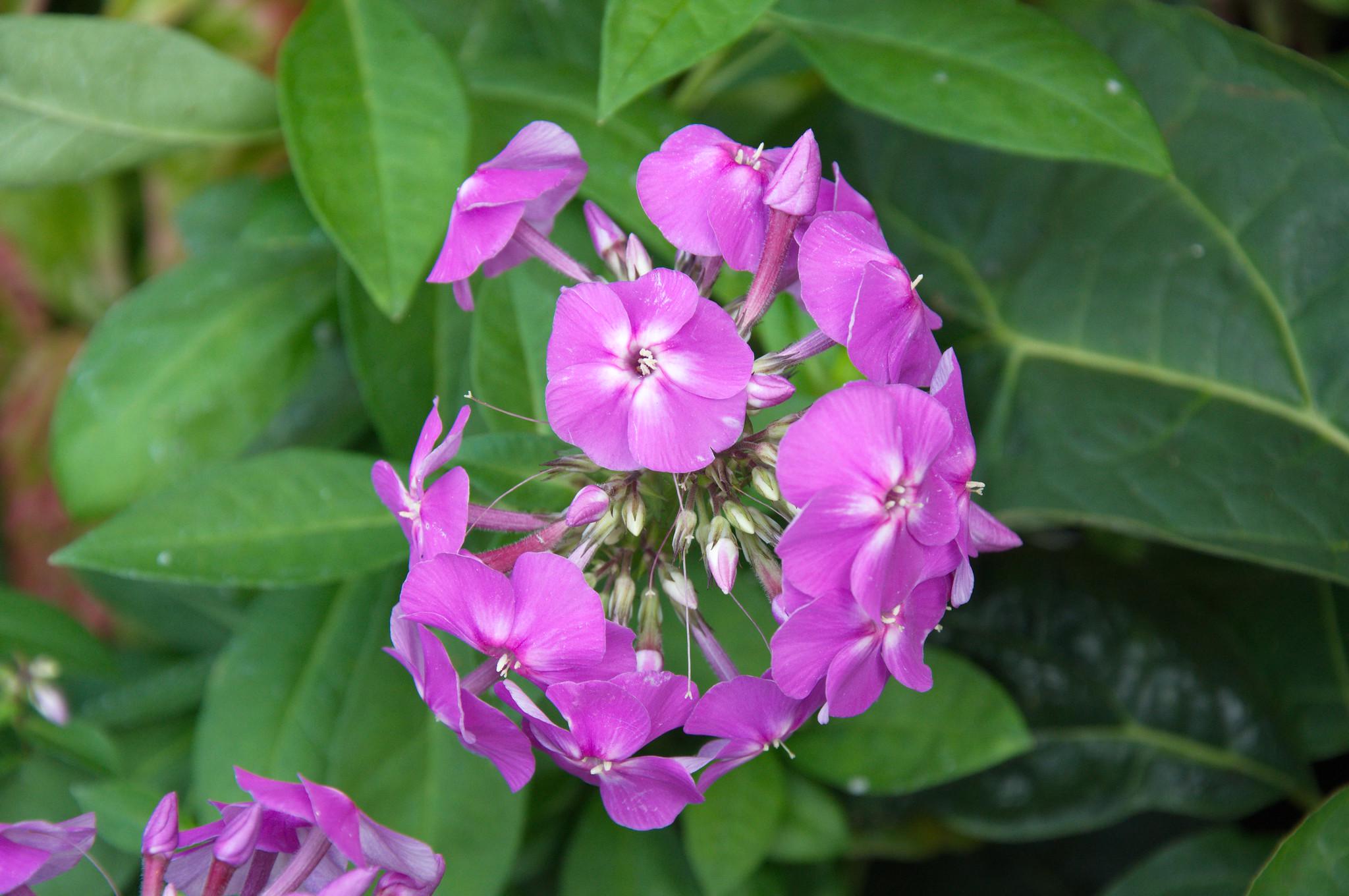 Флокс волотистий Dobrodar Flame Lilac 3 шт. (38283328)