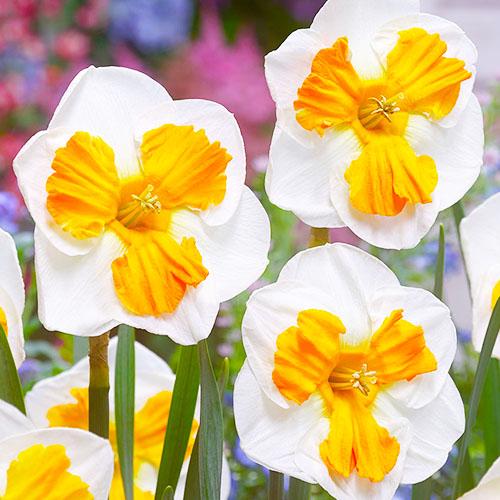 Нарцисс Florium Tricollet (3678) - фото 2 Нарцисс Florium Tricollet (3678) - фото 2