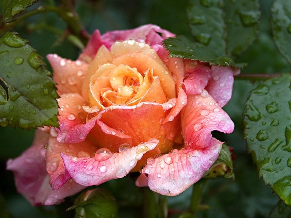 Роза Алоха Гавайи Плетистая (2558766784) - фото 2