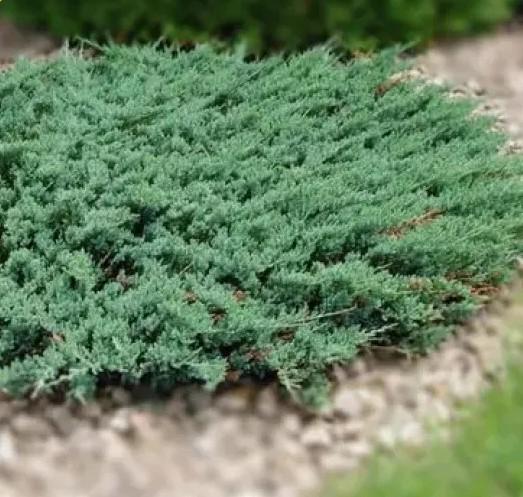 Ялівець береговий Blue Pacific С2