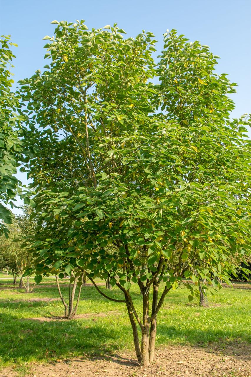 Насіння Бруссонетія паперова Паперова шовковиця Broussonetia papyrifera 5 шт./уп. - фото 3