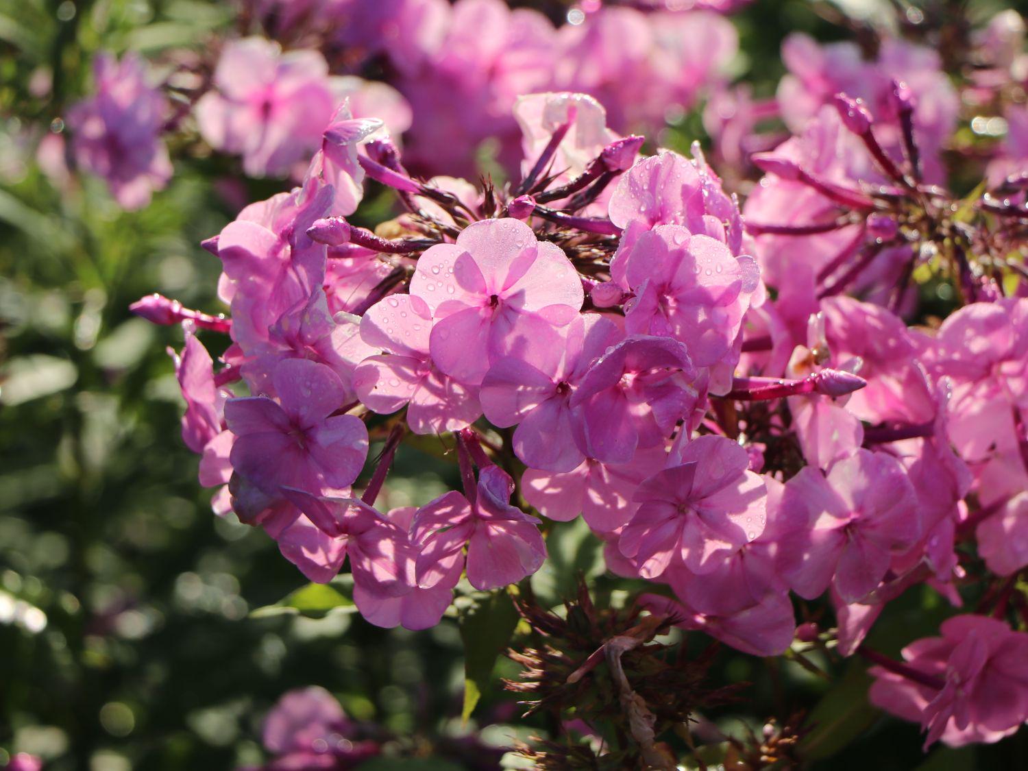 Флокс Dobrodar Phlox Minnehaha 1 шт. (38294675)