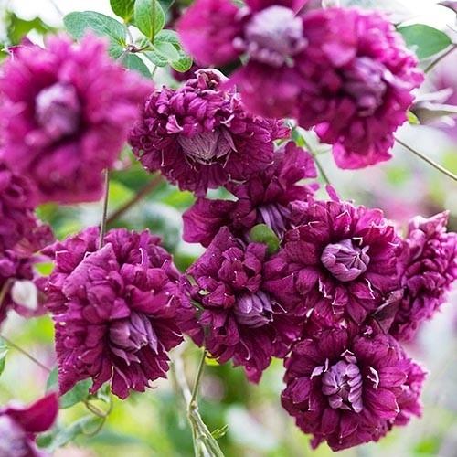 Саджанець клематіса Purpurea Plena Elegans горщик р9 (2489251485)
