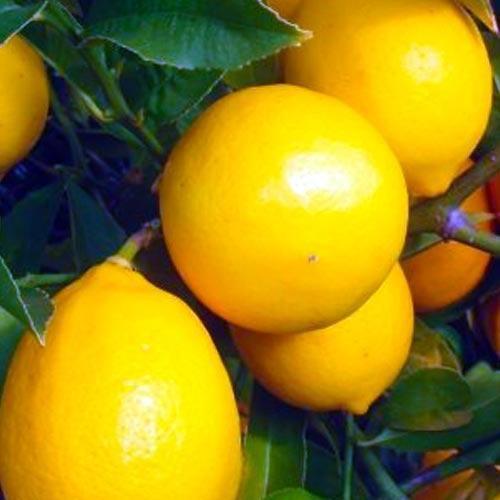 Сажанец Лимон Майкопский (44373)