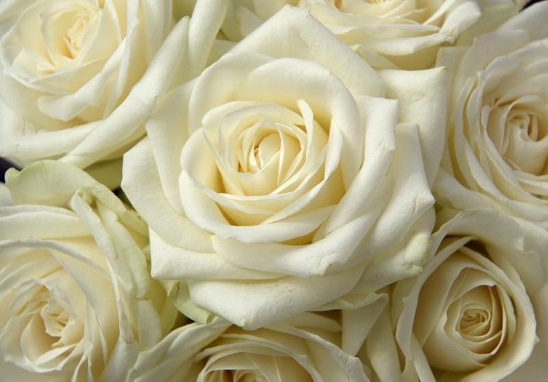 Роза White Chocolate Чайно-гибридная трехлетняя в контейнере (2669458615)