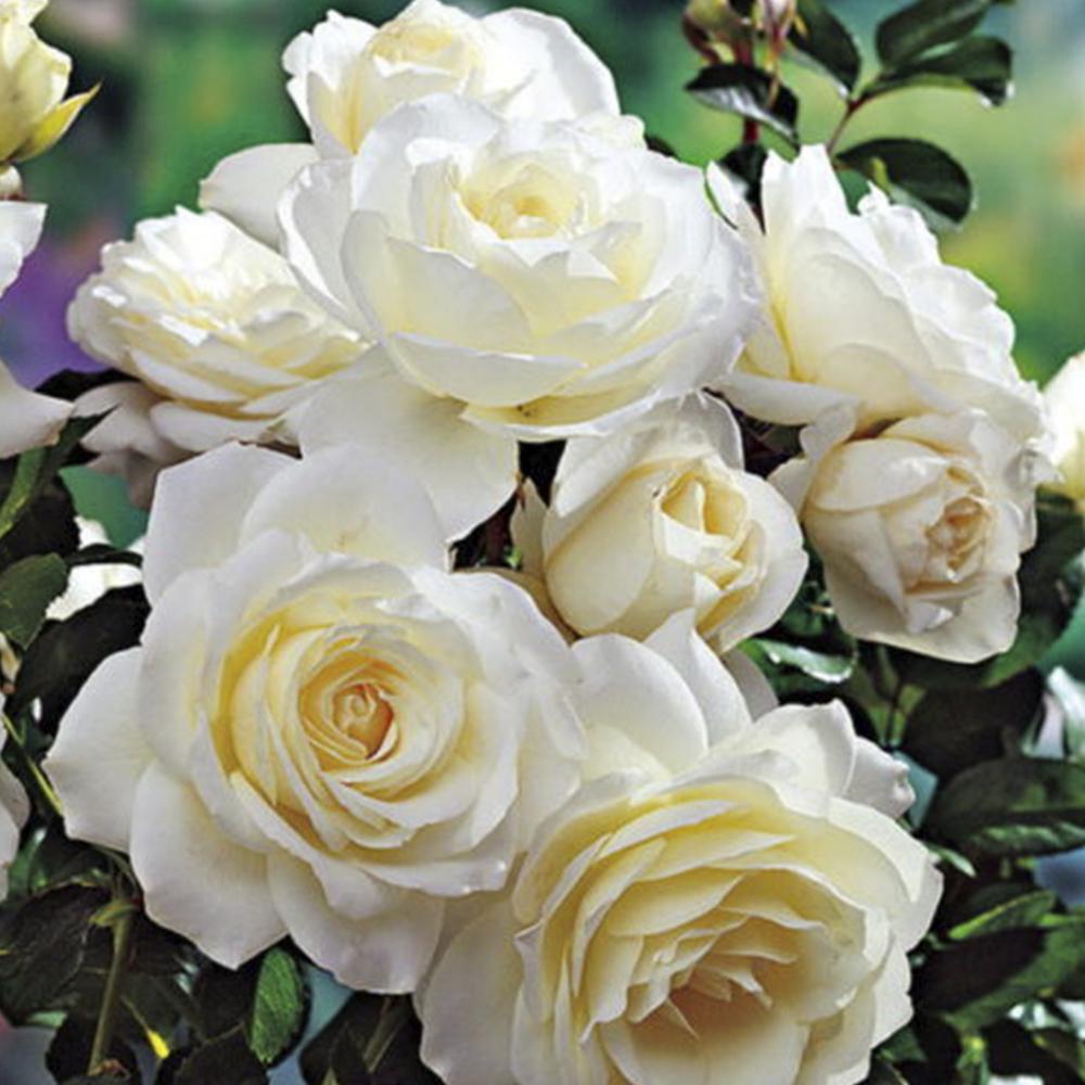 Саженец плетистых роз Мон Блан (14966099)