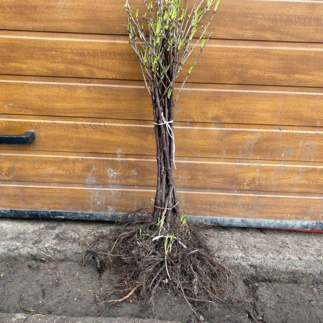 Саджанець порічки білої на штамбі (12513466) - фото 2 Саджанець порічки білої на штамбі (12513466) - фото 2