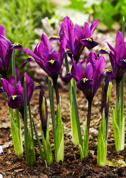 Ирис Ретикулата Purple Hill 5 шт. (38281633)