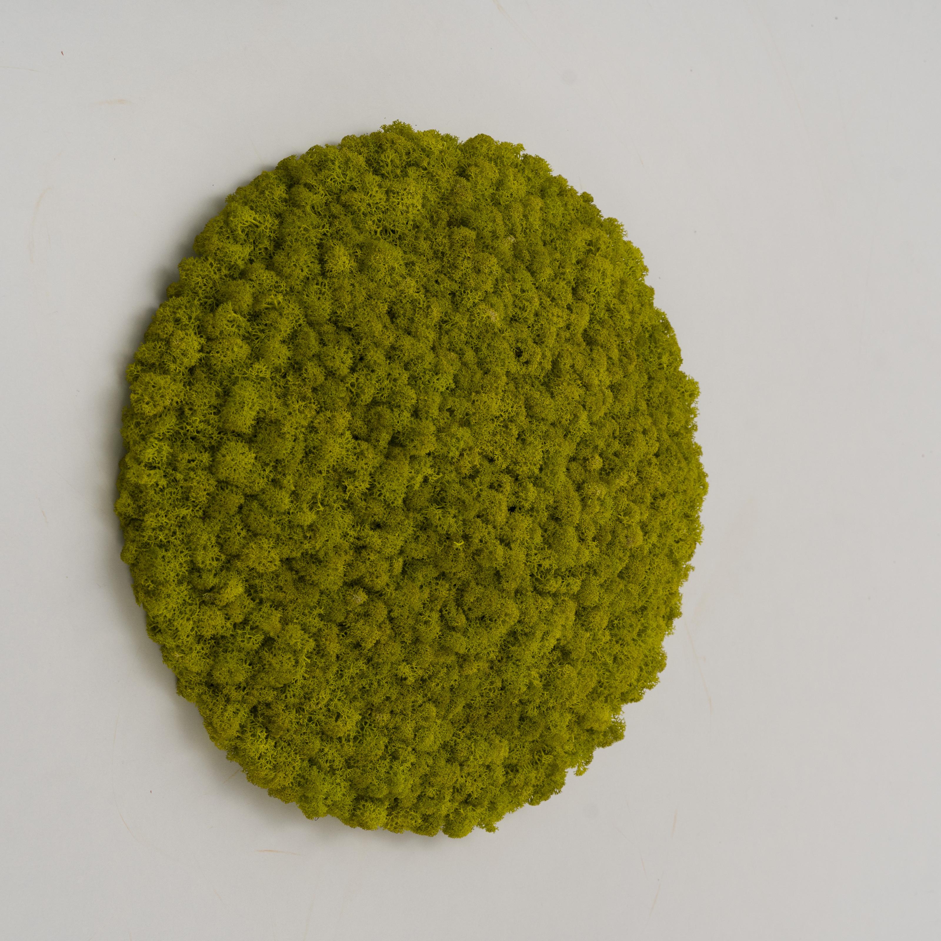 Декоративное панно из мха Organic Design d 33 см Lime Green (701-01)