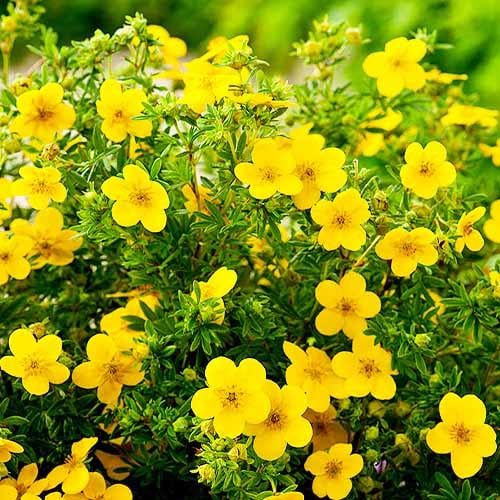 Лапчатка Florium Goldfinger (2856)