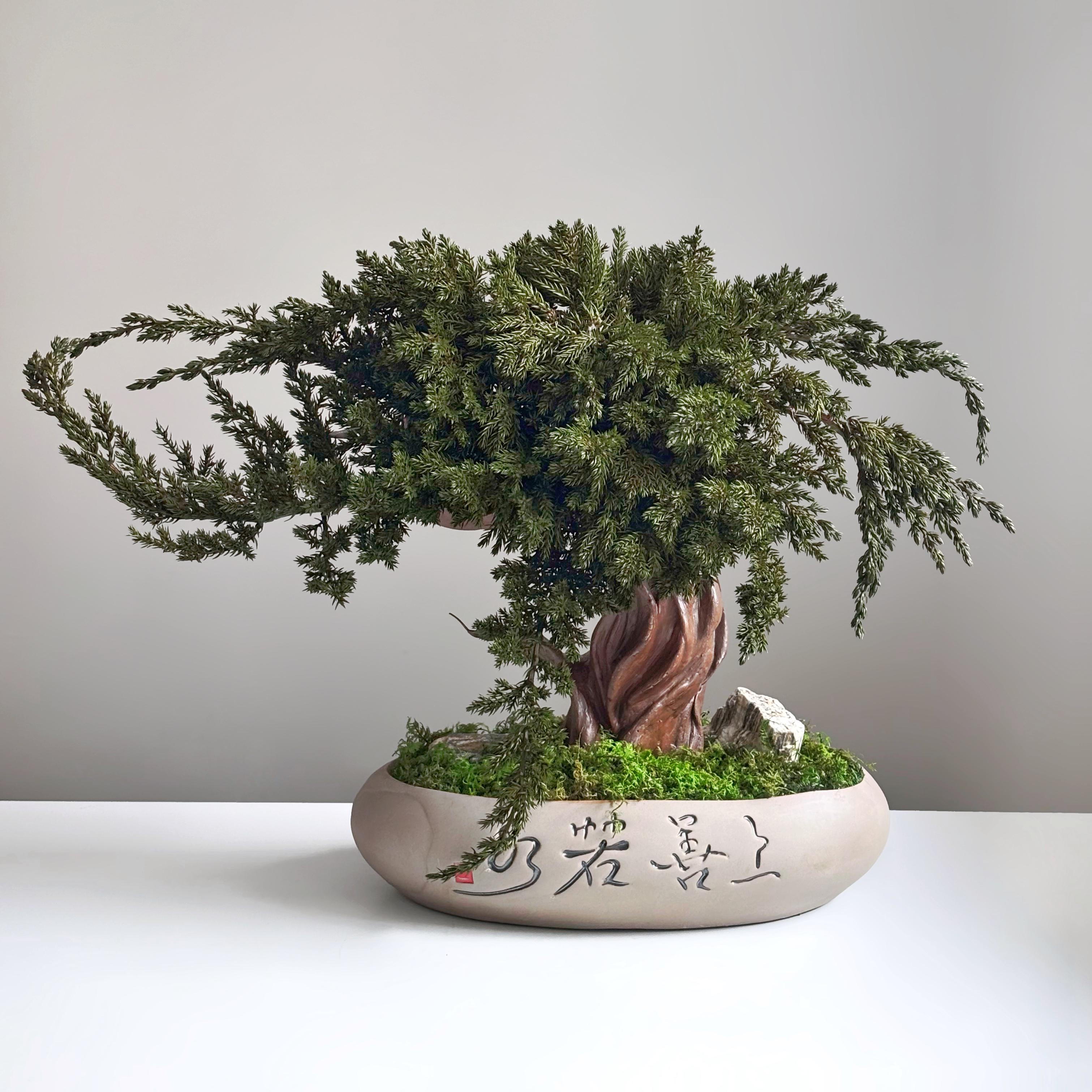 Бонсай зі стабілізованих рослин 33х49х16 см