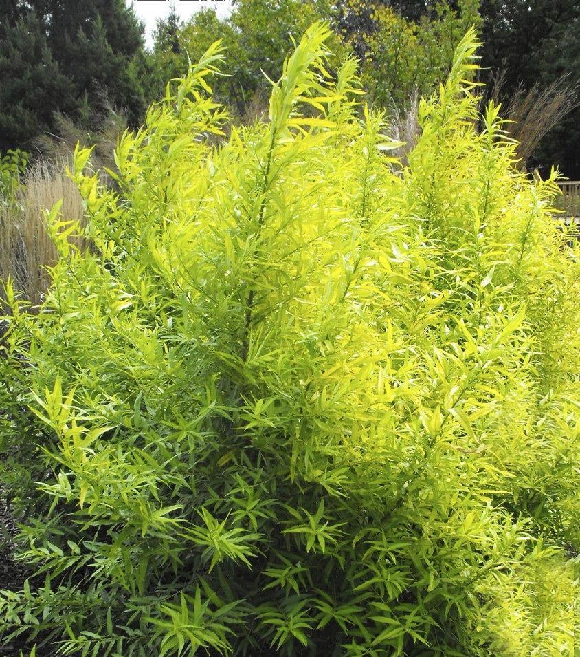 Саженец ивы удинская Голден Саншайн Salix udensis Golden Sunshine Р9 (1736528914) - фото 2 Саженец ивы удинская Голден Саншайн Salix udensis Golden Sunshine Р9 (1736528914) - фото 2