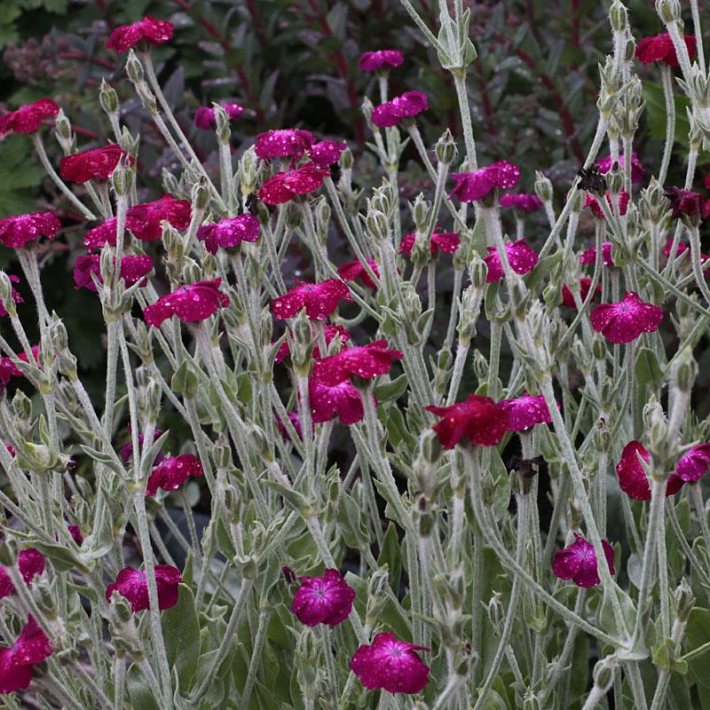 Насіння Ліхніс корончатий Silene coronaria 0,1 г/уп.