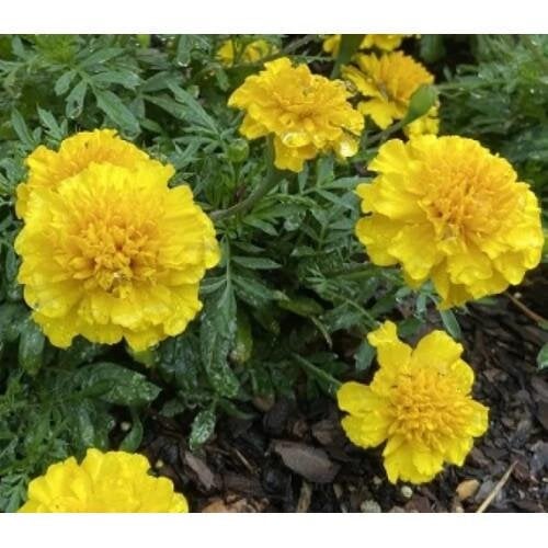 Семена цветов Floranova Бархатцы гибрид Zenith Bright 50 шт. Yellow (BN12790-3)