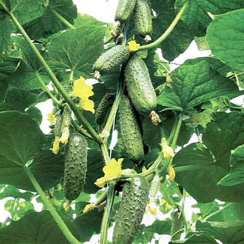 Насіння Огірок Florium Кібрія F1 (4214) - фото 2