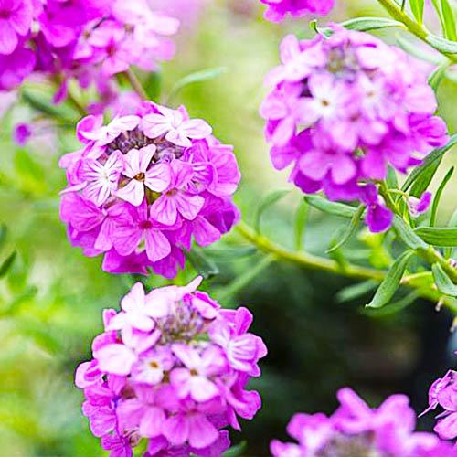 Этионема Florium Warley Rose (13119)
