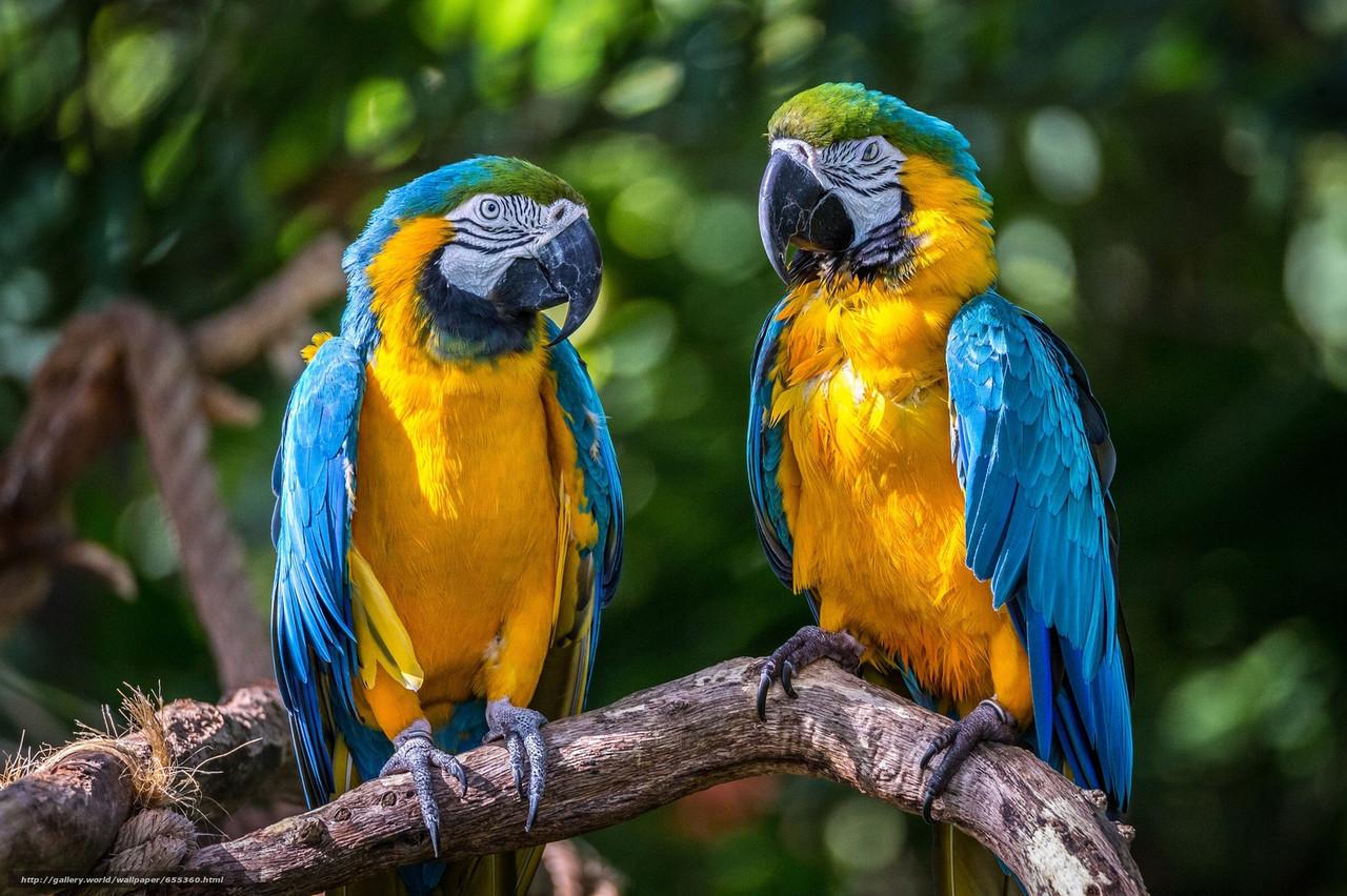 Картина на холсте Попугаи 40x30 см (J135)