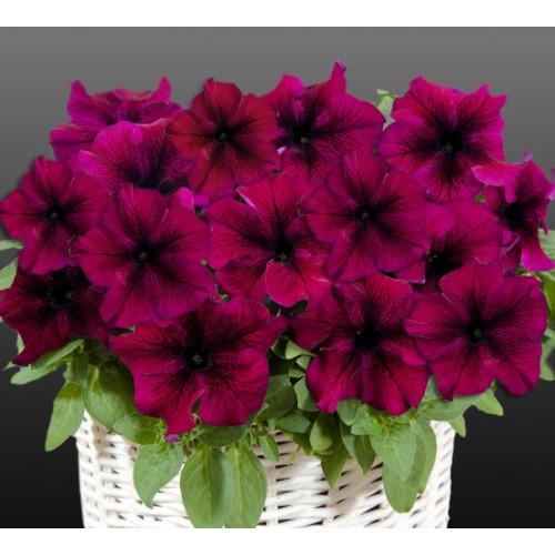 Семена цветов Farao Петуния ампельная Capri F1 Burgundy 10 шт. (BN04699-4)