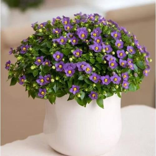 Семена цветов Экзакум Princess Deep Blue (BN08331-2)