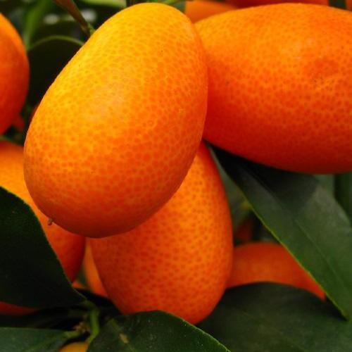 Саджанець Кумкват Реалі саджанець 2 роки (49507)