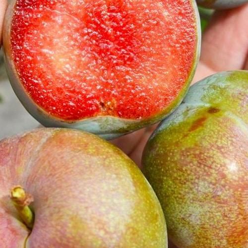 Сажанец Слива Флавор Супреме летний сорт средний срок созревания (61913)