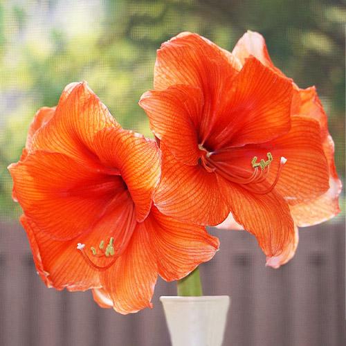 Амариллис Florium Gold Medal (15060)