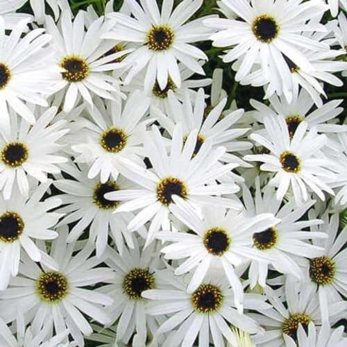 Насіння квітів Брахікома іберійколіста White Splendour Hem Zaden 10 г (BN12543-2)