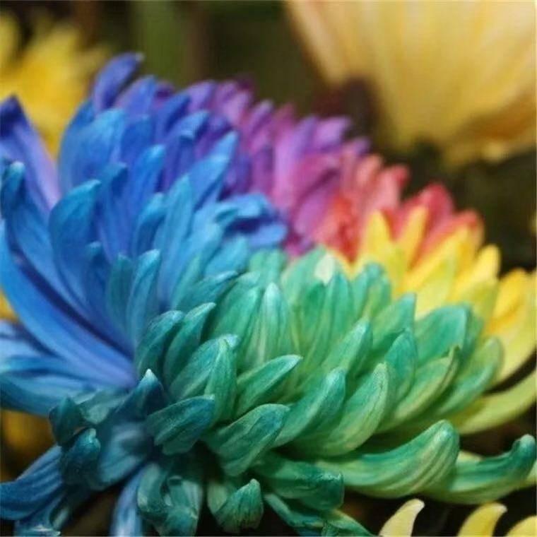 Семена австралийской радужной хризантемы 20 шт. - фото 3 Семена австралийской радужной хризантемы 20 шт. - фото 3