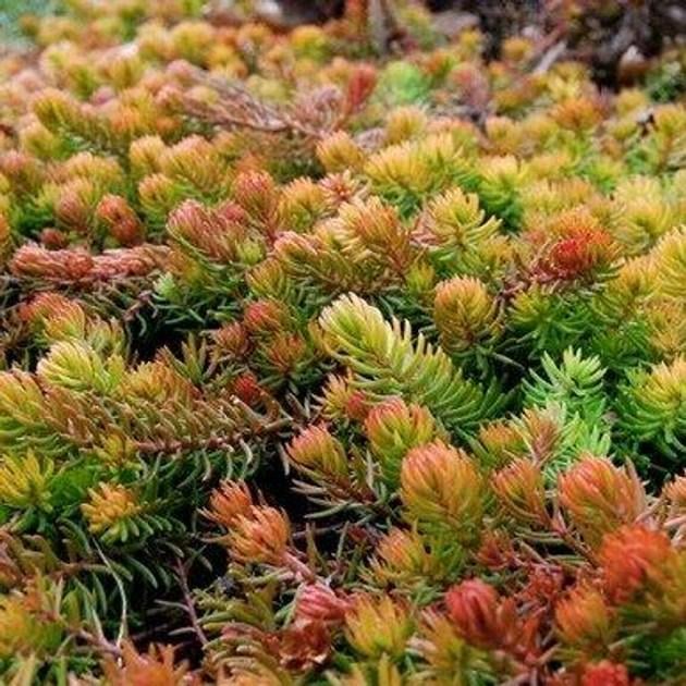 Растение уличное Очиток Седум скальный Angelina Р9 (2-47)