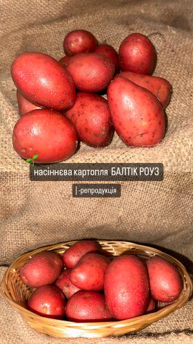 Семенной картофель Балтик Роуз I репродукция урожай 2024 5 кг (01125) - фото 3