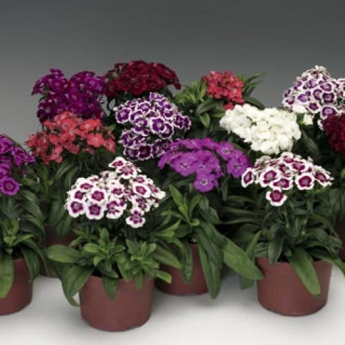 Семена цветов Гвоздика бородатая Syngenta Barbarini F1 Form Mix 1000 шт. (BN02995)