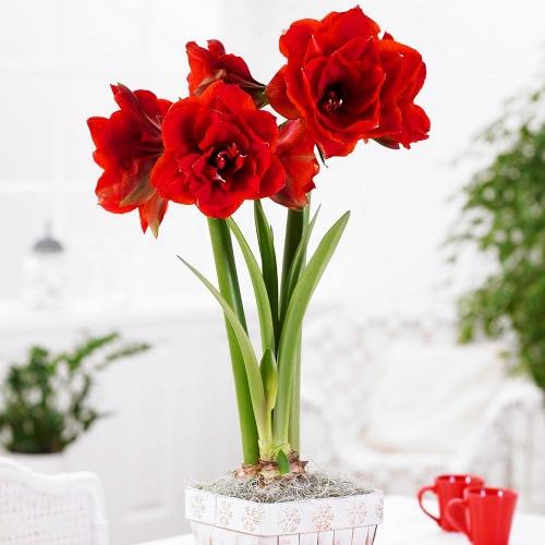 Амариллис Florium Double King (5581)