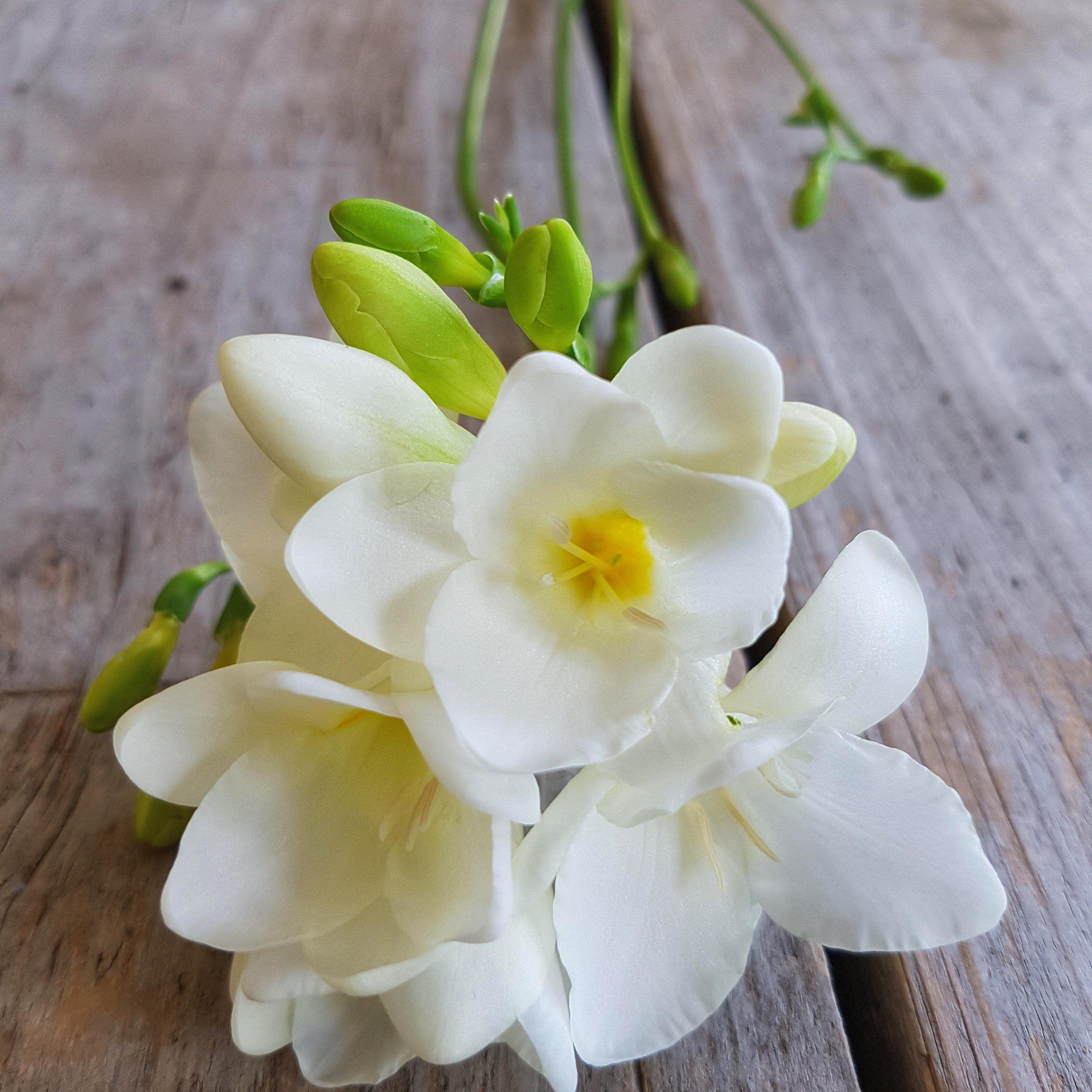 Фрезія проста Dobrodar White 9 шт. Білий (38292516)