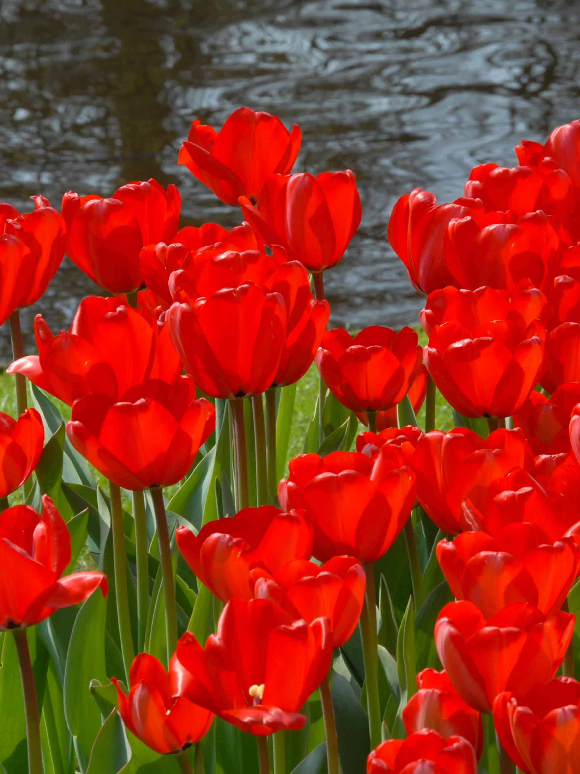 Луковицы цветов Тюльпани Red Impression 2 шт. (4224) - фото 2