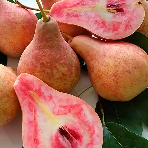 Саджанець Груша Весільна укорінена у контейнері саджанець 2 роки (186586)