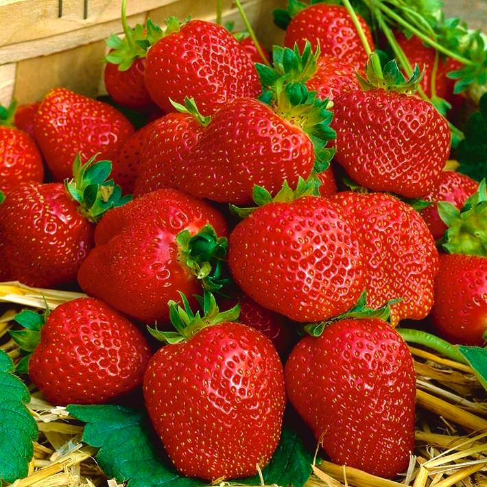 Саженец клубники Lofty ранняя (1896393517)